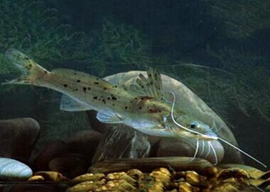 芝麻剑鱼属于保护动物图片